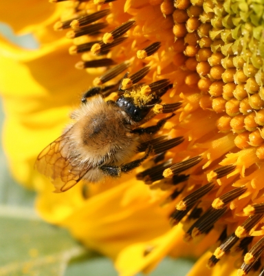 Besuch bei der Sonnenblume