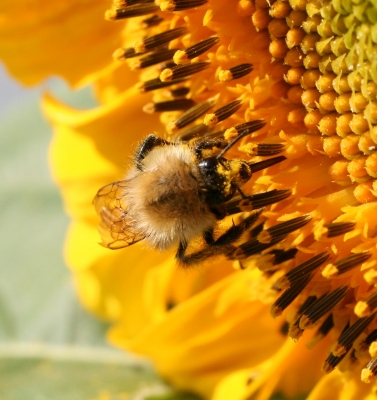 Besuch bei der Sonnenblume