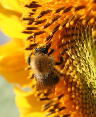 Besuch bei der Sonnenblume