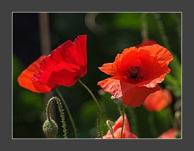 Mohn