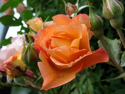 Juni 08 Rose orange nass
