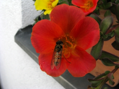 Schwebfliege beim Naschen