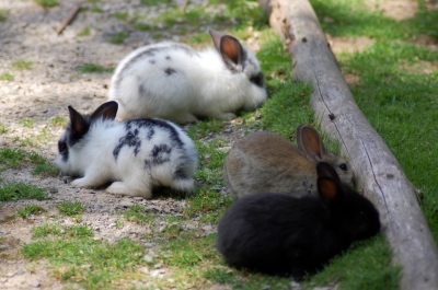 4 kleine Kaninchen