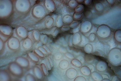 ?Was ist das? Lösung Octopus Tintenfisch Komplettbild