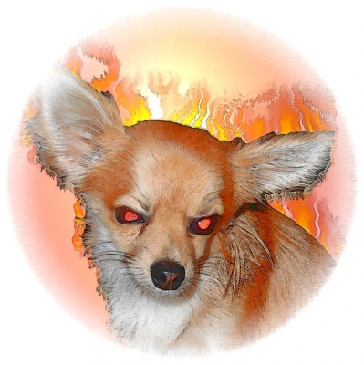 Chihuahua Killerhund
