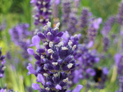 Lavendel