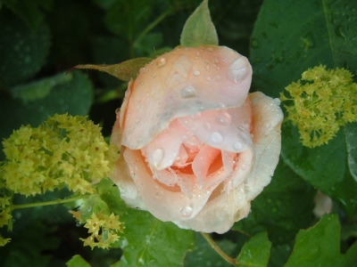 Rose Sweet Juliet