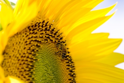 Sonnenblume mit Bienchen