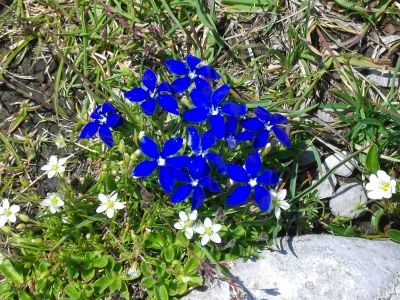 Alpenflora | Frühlingsenzian