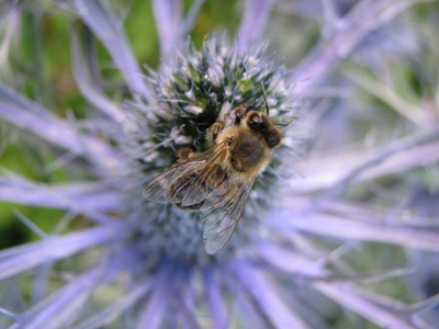 blaue Zierdiestel mit Biene