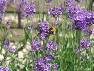 Hummel auf Lavendel