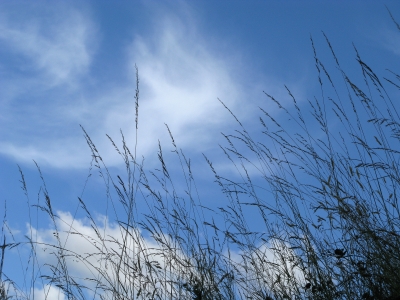 Gräser im Wind 2