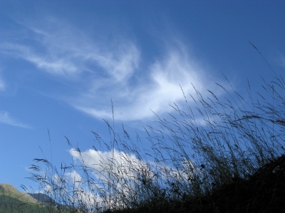 Gräser im Wind