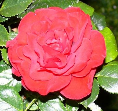 Rose-rot