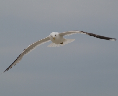 Möve im Anflug