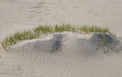 Gras auf einem Sandhügel