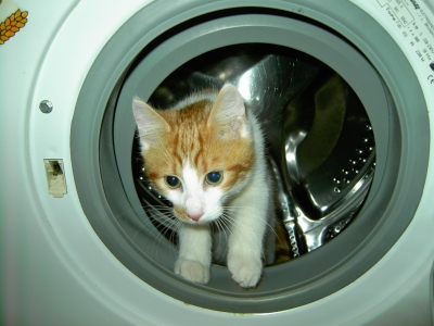 Fuggi in der Waschmaschine