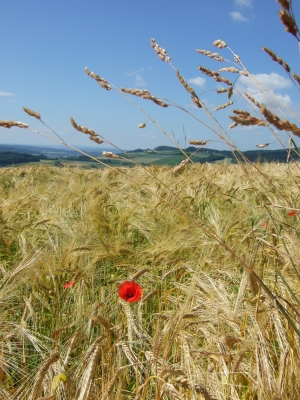 Mohn im Feld