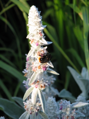 Blume mit Hummel