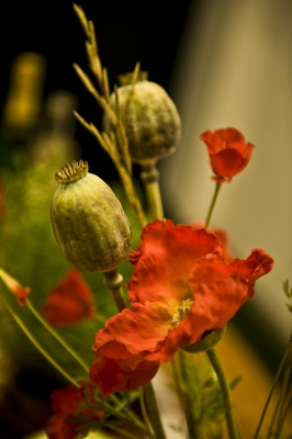 Russischer Mohn