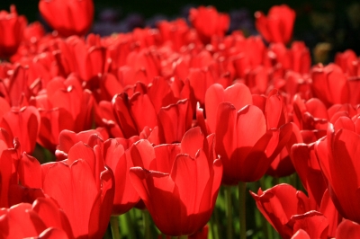 rote tulpen