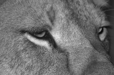 Eye of the Lion