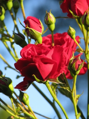 rote Rosen 2