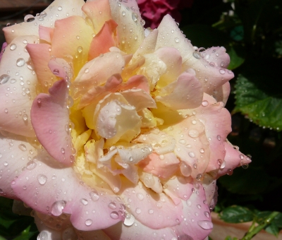Regentropfen auf Rose