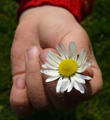 Kleine Blüte in kleiner Hand