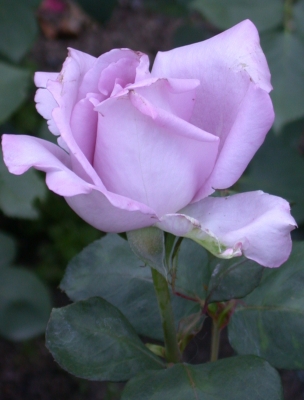 Mainzer Fastnacht Rose