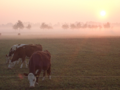 Kühe im Sonnenaufgang