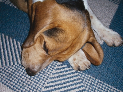 schlafender Beagle