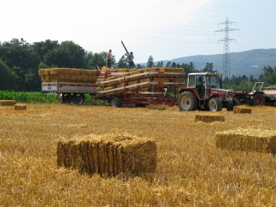 Feldarbeit im Sommer