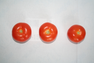 Tomaten