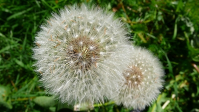 Löwenzahn ( Pusteblume )