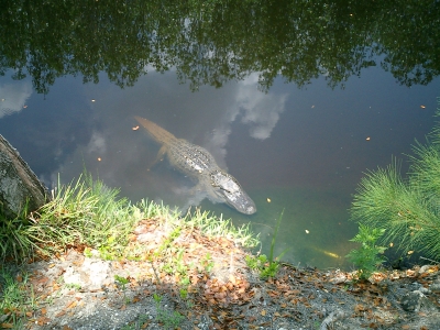 Alligator in den Everglades/FLA/USA