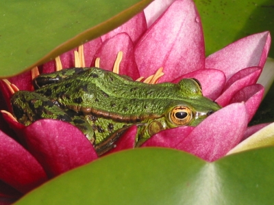 Frosch in Greifswald fotografiert...