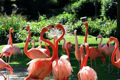 Flamingo im Zeichen der .......