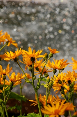 gelbe Blüten am Wasser