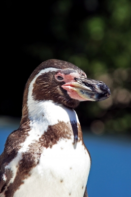 Humboldt-Pinguine 01