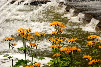 gelbe Blüten und Wasser