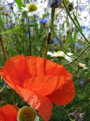 &Beta;unteFeldblumen