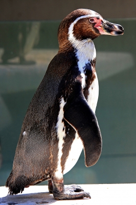 Humbold-Pinguin 02