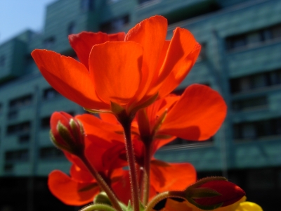 Die schöne rote...Pelargonie