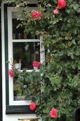Rosenfenster