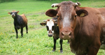 tierisch neugierig