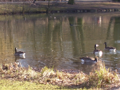 Gänse am See