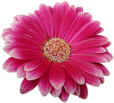 Gerbera_2