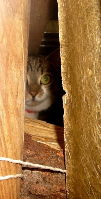 Katze Kitty 03 - Ich seh dich