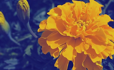 Tagetes